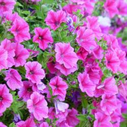 500 Graines de Pétunia Nain Rose - fleurs jardinage balcon - semences paysannes reproductibles - Sem