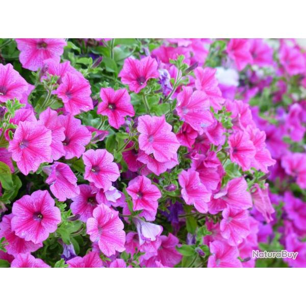 500 Graines de Ptunia Nain Rose - fleurs jardinage balcon - semences paysannes reproductibles - Sem
