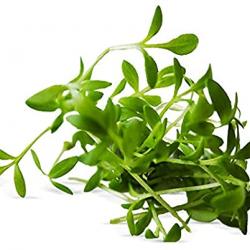 400 Graines de Cresson Alénois - légumes salade potager - semences paysannes reproductibles - SemiSa