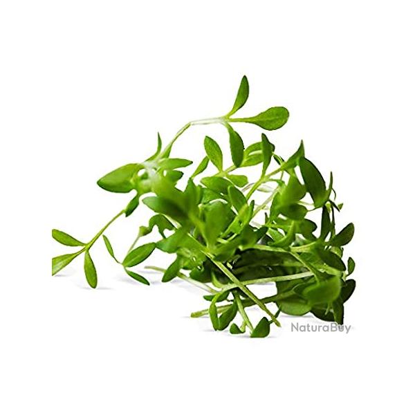 400 Graines de Cresson Alnois - lgumes salade potager - semences paysannes reproductibles - SemiSa