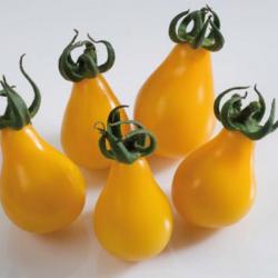 35 Graines de Tomate Cerise Poire Jaune - légume jardin potager - semences paysannes reproductibles 