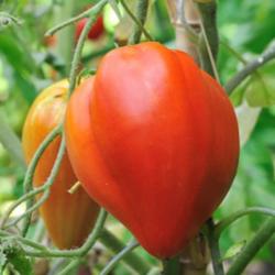35 Graines de Tomate Coeur de Boeuf - Véritable légume ancien - semences paysannes reproductibles - 