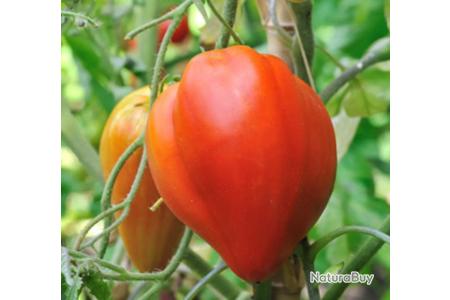 Graines - Tomate - Coeur de boeuf - Jardi-Sud