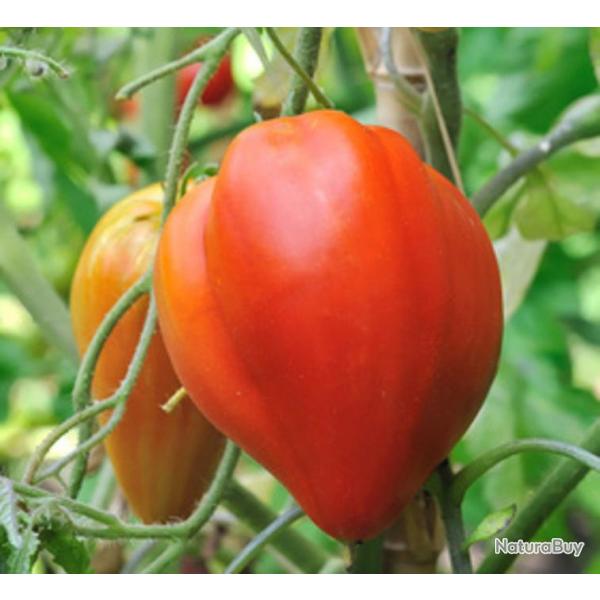 35 Graines de Tomate Coeur de Boeuf - Vritable lgume ancien - semences paysannes reproductibles - 