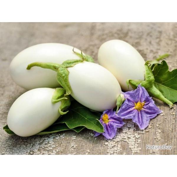 60 Graines d'Aubergine White egg - lgume jardin potager terrasse - semences paysannes reproductible