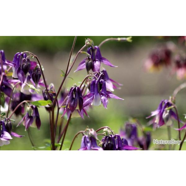 150 Graines d'Ancolie des Jardins - fleurs plantes vivace - semences paysannes reproductibles - Semi
