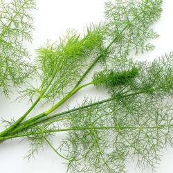 250 Graines d'Aneth - plante aromatique - légumes jardin potager - semences paysannes reproductibles