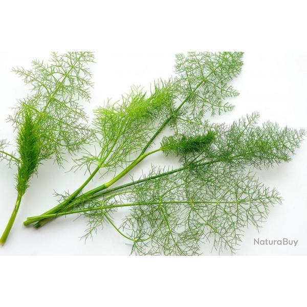 250 Graines d'Aneth - plante aromatique - lgumes jardin potager - semences paysannes reproductibles