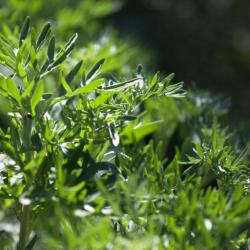 1000 Graines d'Absinthe - plante aromatique médicinale - semences paysannes reproductibles - SemiSau