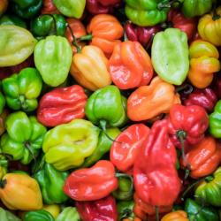25 Graines de Piments Antillais Habanero - légumes jardins potager- semences paysannes reproductible