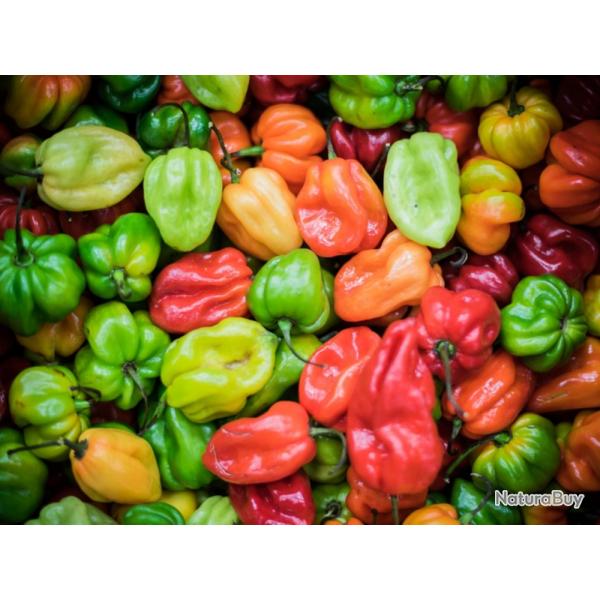 25 Graines de Piments Antillais Habanero - lgumes jardins potager- semences paysannes reproductible