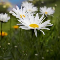 500 Graines de Grande Marguerite - fleurs plante vivace jardin - semences paysannes reproductibles -