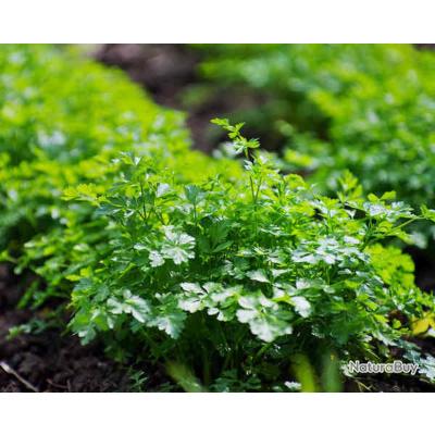 Lot De 100 Graines Cerfeuil Cultivé Et Frisé Aromatique[z3992