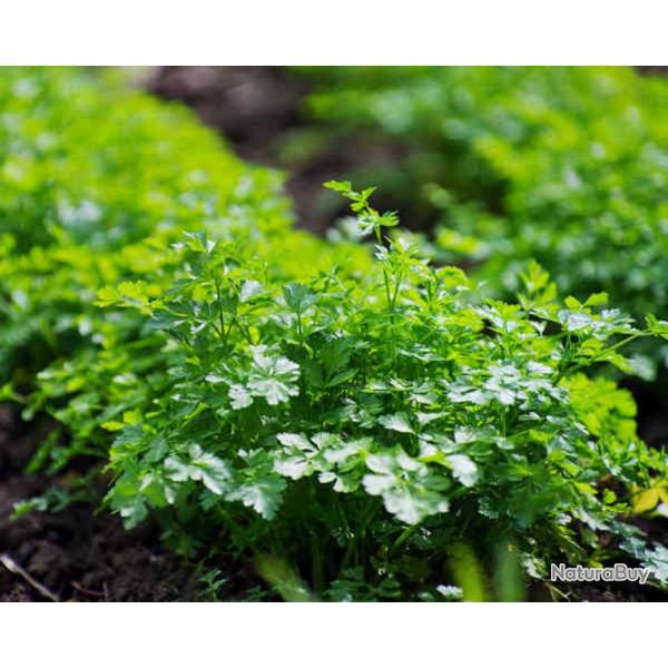 500 Graines de Persil Plat - plante aromatique - semences paysannes reproductibles - SemiSauvage