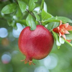8 Graines de Grenadier - jardins fleurs fruits - semences paysannes reproductibles - SemiSauvage