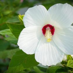 25 Graines d'Hibiscus des Marais - fleurs plantes - semences paysannes reproductibles - SemiSauvage