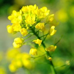 500 Graines de Moutarde Blanche - plantes aromatique potager - semences paysannes reproductibles - S