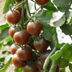 35 Graines de Tomate Cerise Black Cherry - légumes semis potager - semences paysannes reproductibles