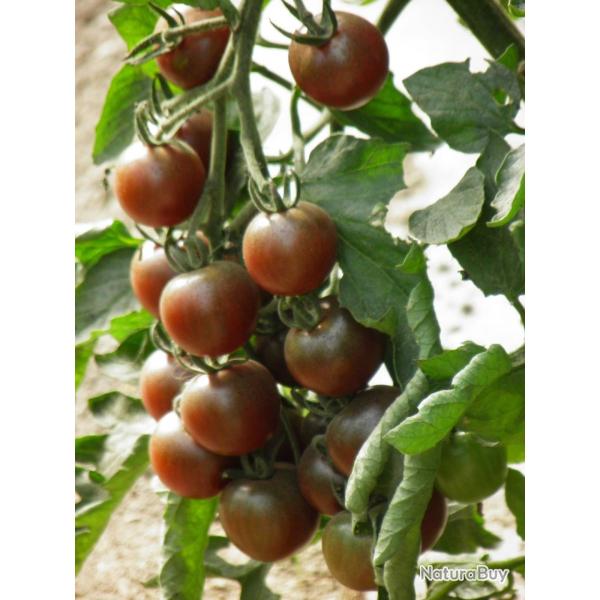 35 Graines de Tomate Cerise Black Cherry - lgumes semis potager - semences paysannes reproductibles
