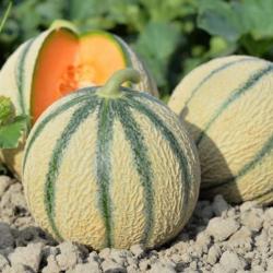 30 Graines de Melon Charentais- Jardin légume ancien - semences paysannes reproductibles - SemiSauva