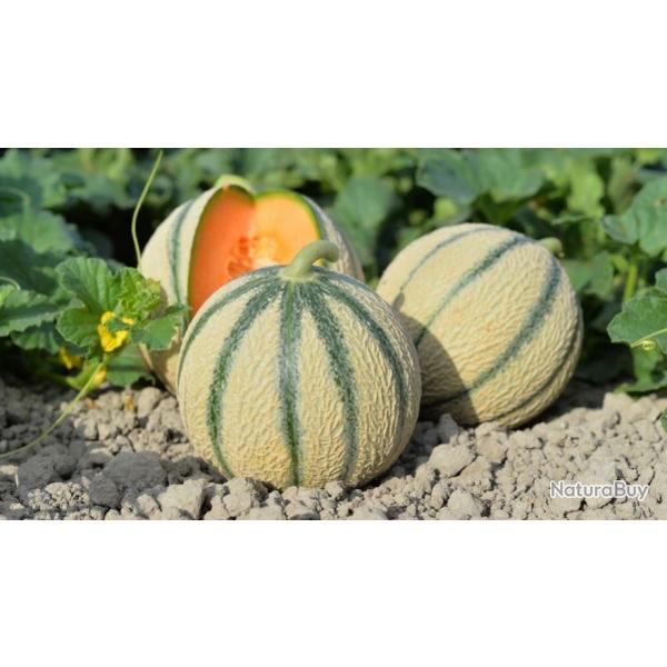 30 Graines de Melon Charentais- Jardin lgume ancien - semences paysannes reproductibles - SemiSauva