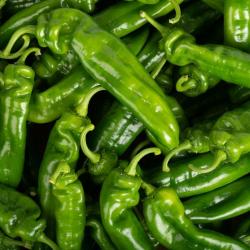 50 Graines de Poivron Corne de Boeuf - légumes jardins potager- semences paysannes reproductibles - 