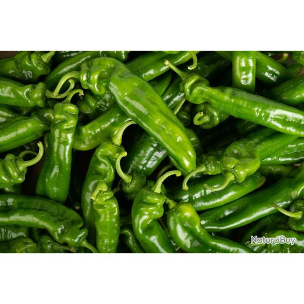 50 Graines de Poivron Corne de Boeuf - lgumes jardins potager- semences paysannes reproductibles - 