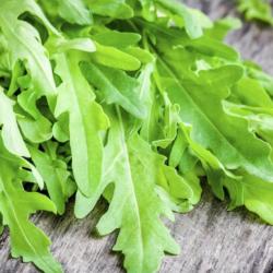 500 Graines de Roquette - plante aromatique - légumes jardin potager- semences paysannes reproductib