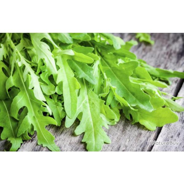 500 Graines de Roquette - plante aromatique - lgumes jardin potager- semences paysannes reproductib