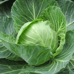 300 Graines de Chou Cabus - légumes ancien jardin potager - semences paysannes reproductibles - Semi