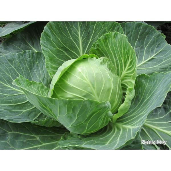 300 Graines de Chou Cabus - lgumes ancien jardin potager - semences paysannes reproductibles - Semi