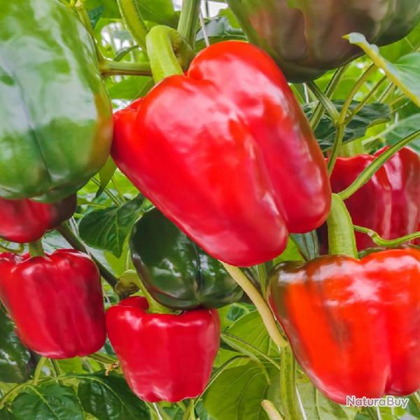 50 Graines de Poivron California Wonder - lgumes jardins potager- semences paysannes reproductibles