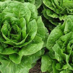 250 Graines de Laitue Romaine - jardin potager légumes - semences paysannes reproductibles - SemiSau
