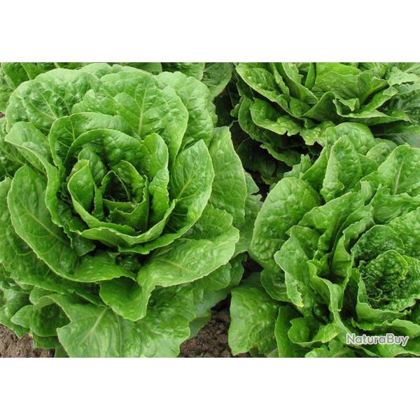 250 Graines de Laitue Romaine - jardin potager lgumes - semences paysannes reproductibles - SemiSau