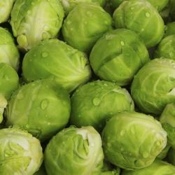 300 Graines de Chou de Bruxelles Sanda - légumes jardin potager - semences paysannes reproductibles 