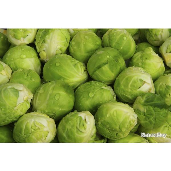 300 Graines de Chou de Bruxelles Sanda - lgumes jardin potager - semences paysannes reproductibles 