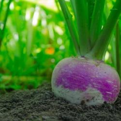 300 Graines de Navet Rond de Nancy - légumes ancien potager - semences paysannes reproductibles - Se