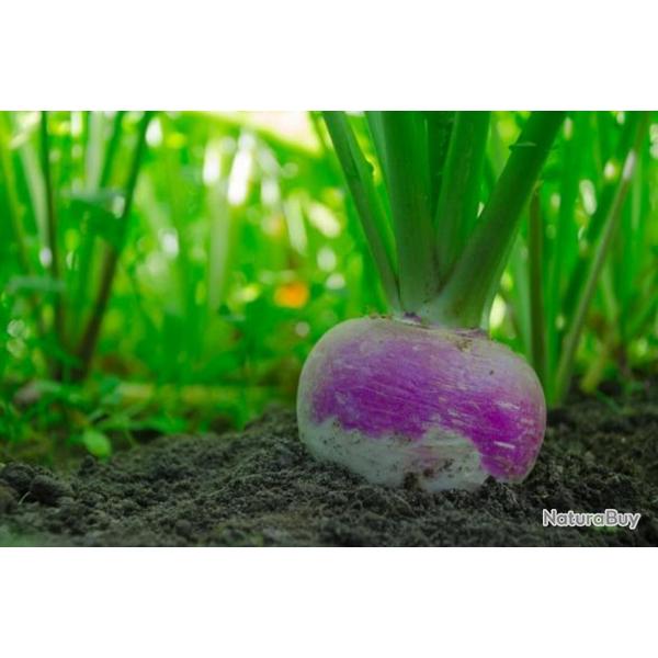 300 Graines de Navet Rond de Nancy - lgumes ancien potager - semences paysannes reproductibles - Se