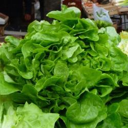 200 Graines de Laitue de Printemps - jardin potager légumes- semences paysannes reproductibles - Sem