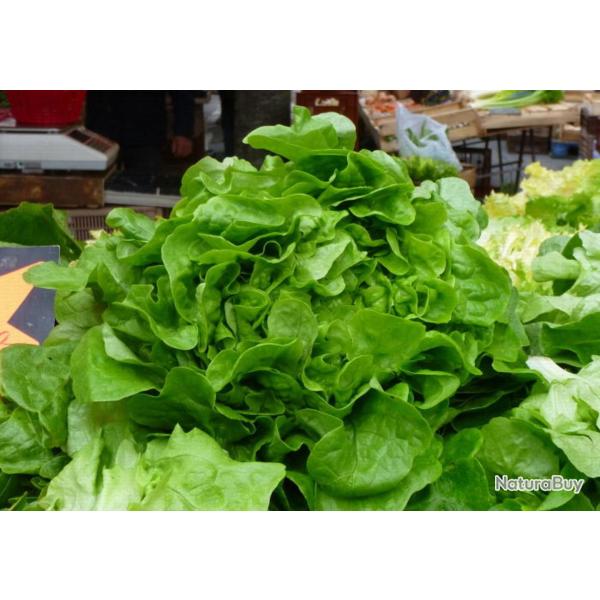 200 Graines de Laitue de Printemps - jardin potager lgumes- semences paysannes reproductibles - Sem