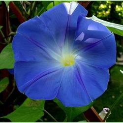 40 Graines d'Ipomée Bleu - fleurs grimpante jardins potager - semences paysannes reproductibles - Se