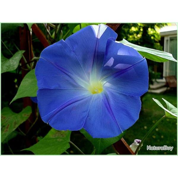 40 Graines d'Ipome Bleu - fleurs grimpante jardins potager - semences paysannes reproductibles - Se
