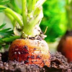500 Graines de Carotte Nantaise - légumes jardin potager - semences paysannes reproductibles - SemiS