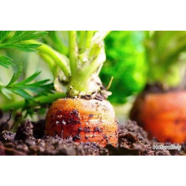 500 Graines de Carotte Nantaise - lgumes jardin potager - semences paysannes reproductibles - SemiS