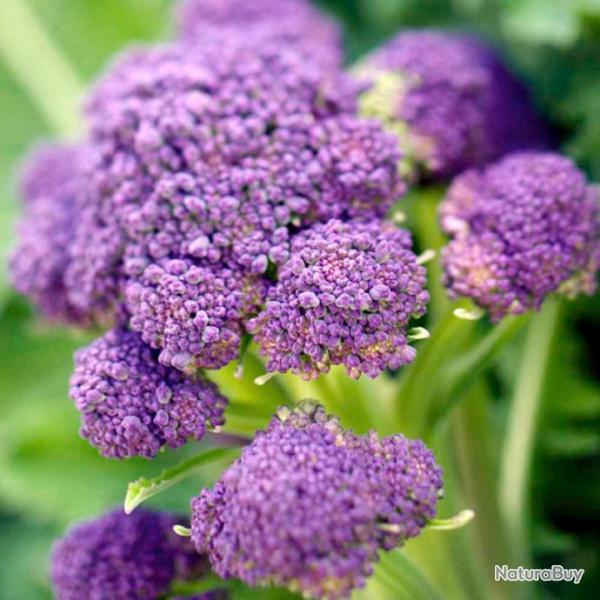 100 Graines de Brocolis Violet - jardins potager lgumes ancien- semences paysannes reproductibles -