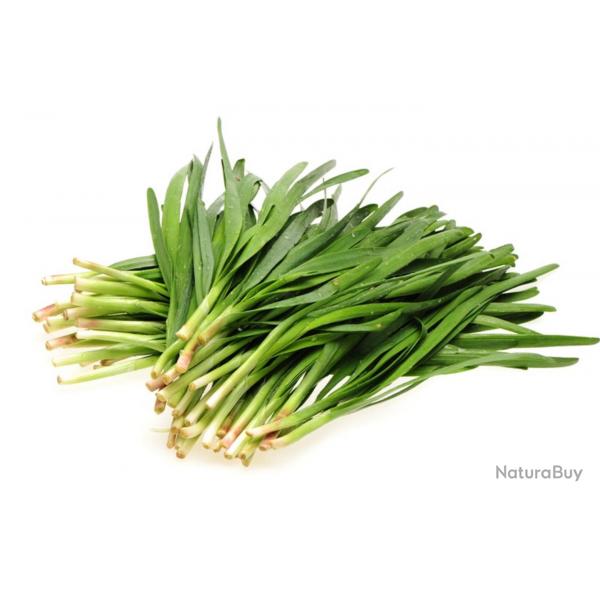 150 Graines de Ciboule de Chine - plante aromatique - lgumes potager- semences paysannes reproducti