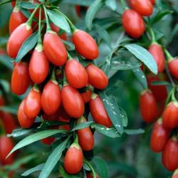 100 Graines de Goji - plante vivace- légumes fruit potager- semences paysannes reproductibles - Semi