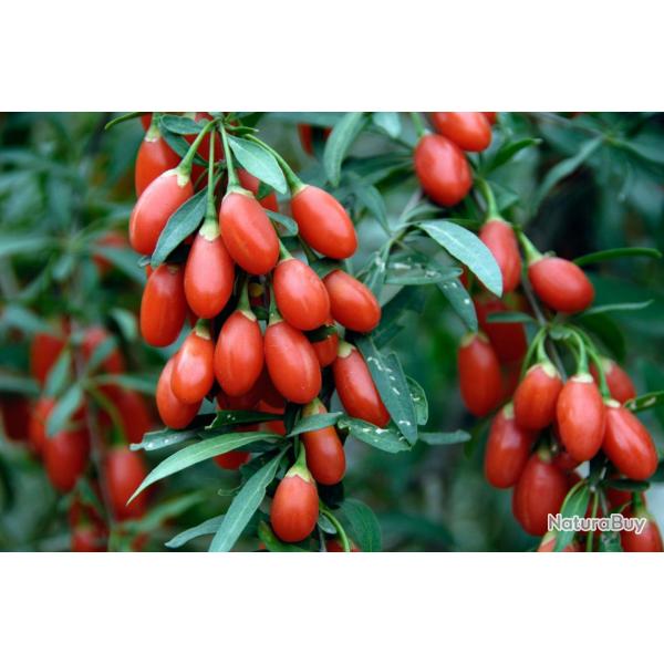 100 Graines de Goji - plante vivace- lgumes fruit potager- semences paysannes reproductibles - Semi