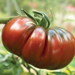 35 Graines de Tomate Noire De Crimée (origine Française) - légume ancien - semences paysannes reprod
