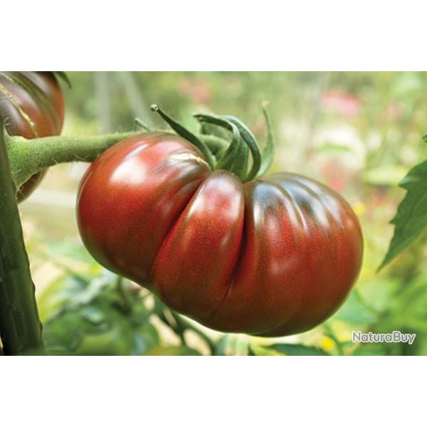 35 Graines de Tomate Noire De Crime (origine Franaise) - lgume ancien - semences paysannes reprod